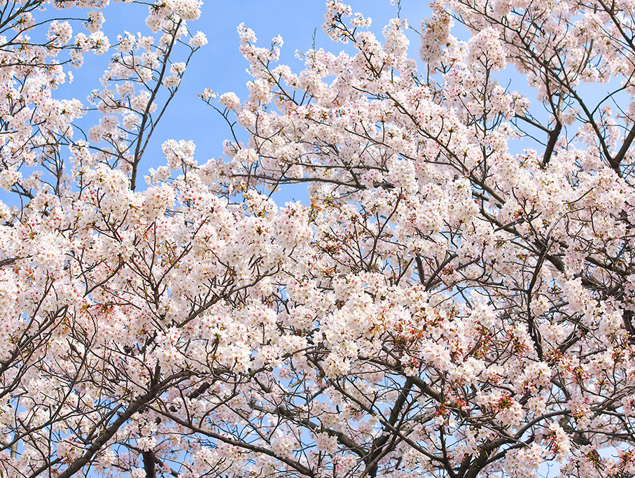 桜の画像